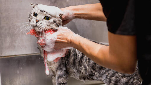 Chat dans un bain