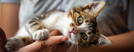 Chaton dans les mains de son propriétaire